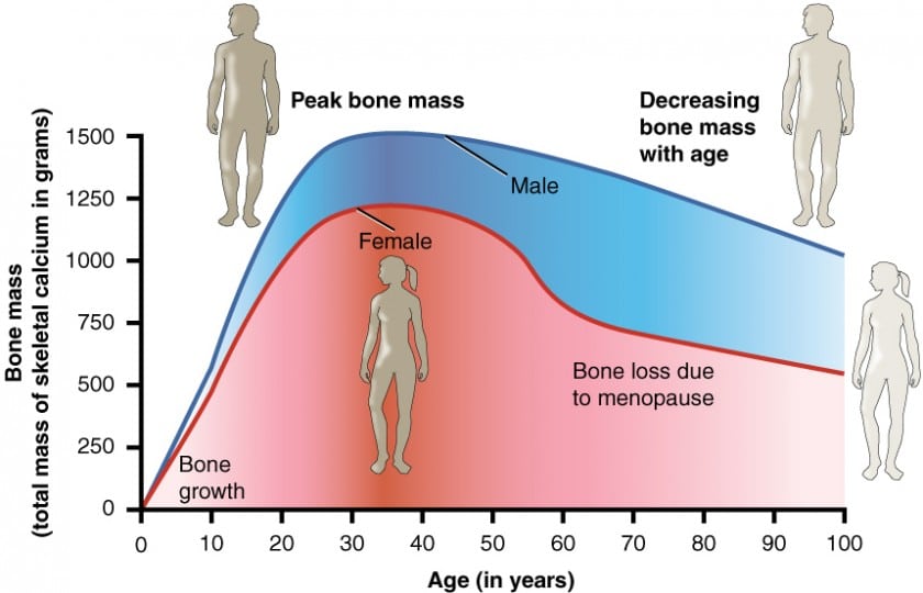 age_and_bone_mass Graphic Depicting the Decline in Bone Mass as You Age