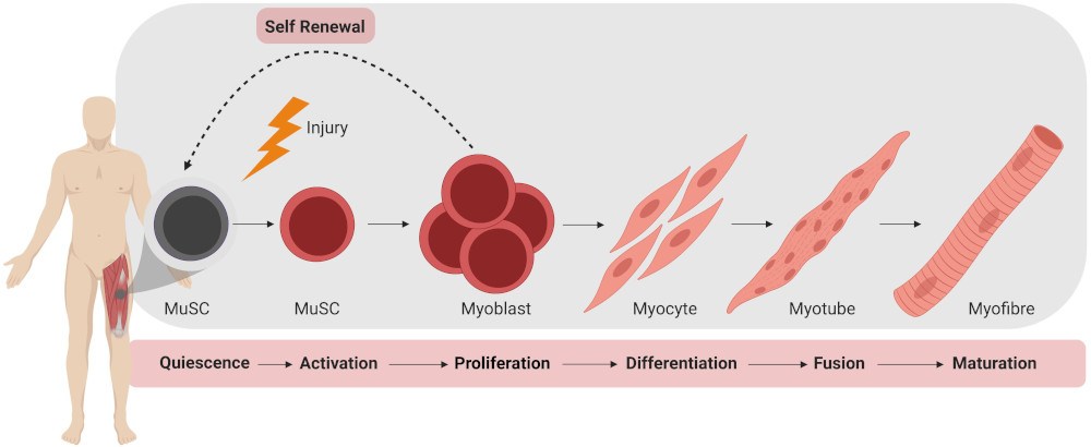 The Muscle Microenvironment