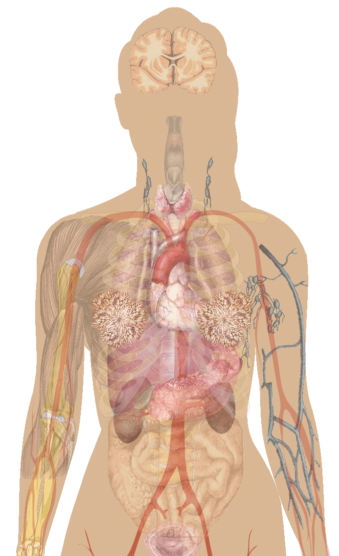 womens_physiology The Major Organ Systems in a Woman's Body